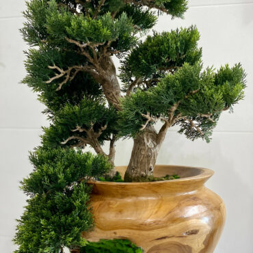Pequeno Bonsai em Vaso de Teca Entalhado à Mão