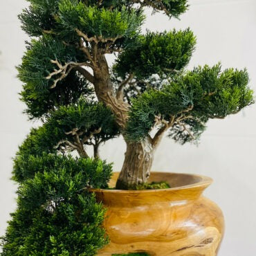 Pequeno Bonsai em Vaso de Teca Entalhado à Mão