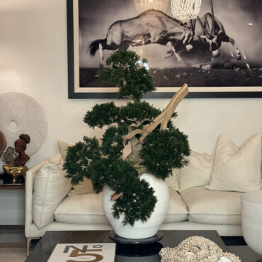 Vaso Konos com Bonsai Semi-Pendente (Han-Kengai)