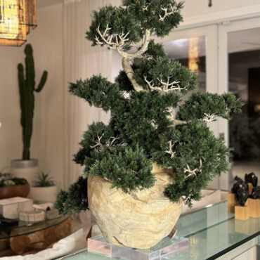 Vaso de Teca com Bonsai Semi-Cascade