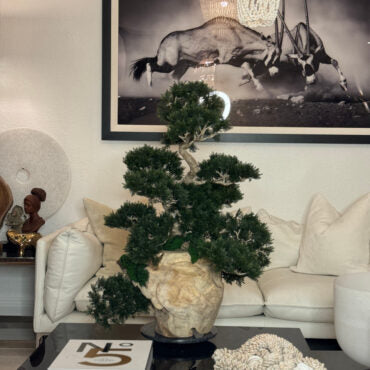 Vaso de Teca com Bonsai Semi-Cascade