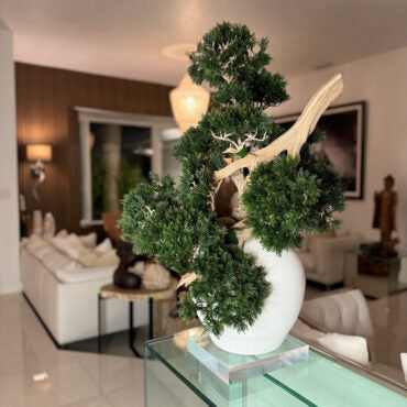 Vaso Konos com Bonsai Semi-Pendente (Han-Kengai)