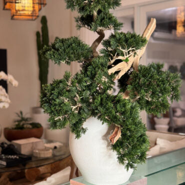 Vaso Konos com Bonsai Semi-Pendente (Han-Kengai)