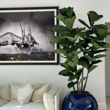 Vaso Globo Azul com Fiddle Leaf Fig