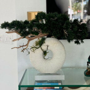 Vaso Eternity Médio com Árvore Bonsai Pendente e Driftwood