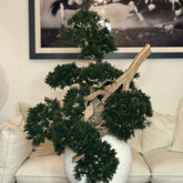 Vaso Konos com Bonsai Semi-Pendente (Han-Kengai)