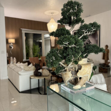 Vaso de Teca com Bonsai Semi-Cascade