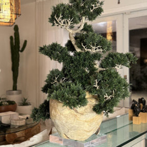 Vaso de Teca com Bonsai Semi-Cascade