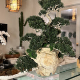 Vaso de Teca com Bonsai Semi-Cascade