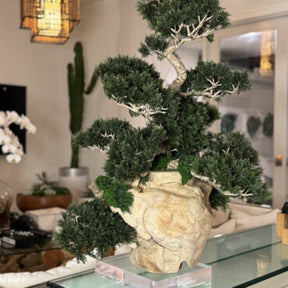 Vaso de Teca com Bonsai Semi-Cascade