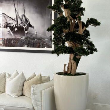 Bonsai Grande em Vaso Brannan