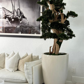 Vaso de Teca com Bonsai Semi-Cascade