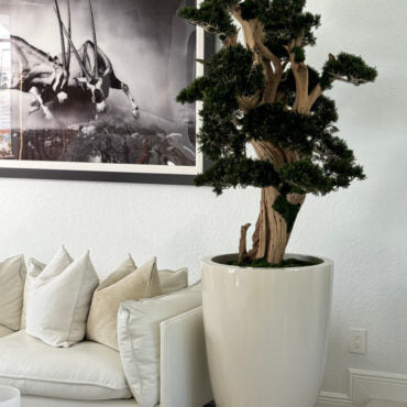 Vaso de Teca com Bonsai Semi-Cascade