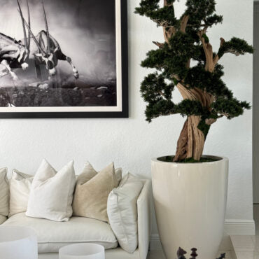 Bonsai Grande em Vaso Brannan